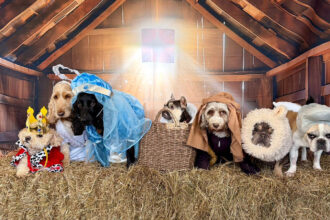 Doggy day care owner recreates Christmas nativity with adorable dogs as Baby Jesus Mary and Wise Men delighting fans with wholesome festive photoshoot that spreads joy online.