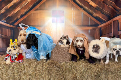 Doggy day care owner recreates Christmas nativity with adorable dogs as Baby Jesus Mary and Wise Men delighting fans with wholesome festive photoshoot that spreads joy online.
