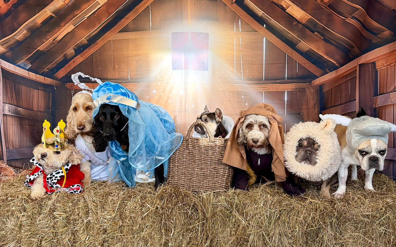 Doggy day care owner recreates Christmas nativity with adorable dogs as Baby Jesus Mary and Wise Men delighting fans with wholesome festive photoshoot that spreads joy online.