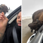 Man stuns viewers after calmly petting a giant bison through his car window in Canada as viral clip sparks awe concern and warnings over risky wildlife encounter.