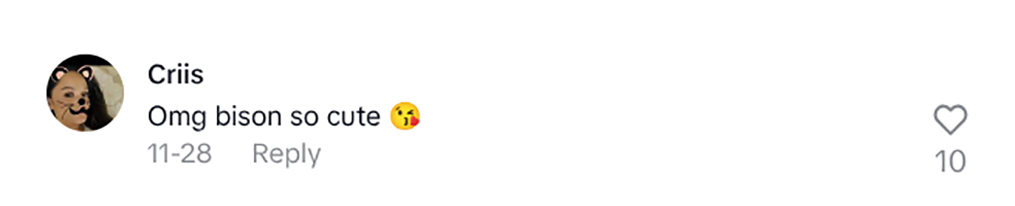 Social media comment on the post of Man stuns viewers after calmly petting a giant bison through his car window in Canada as viral clip sparks awe concern and warnings over risky wildlife encounter.