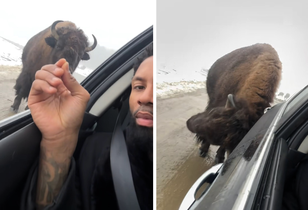 Man stuns viewers after calmly petting a giant bison through his car window in Canada as viral clip sparks awe concern and warnings over risky wildlife encounter.