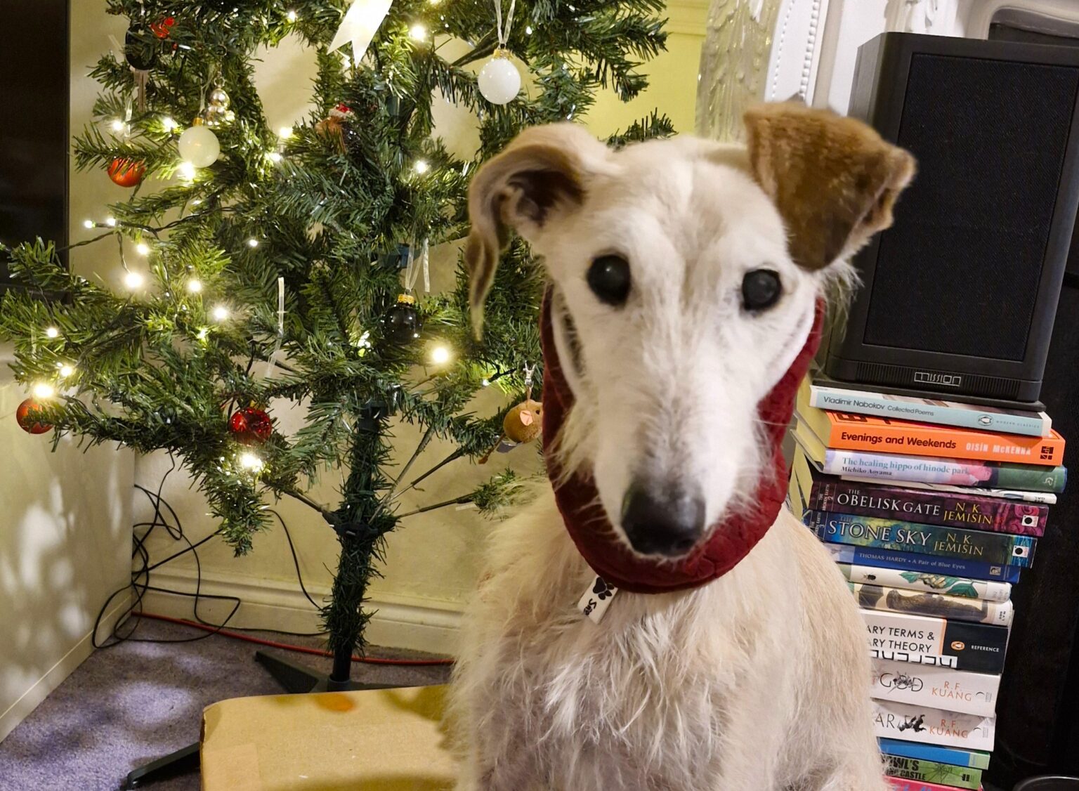Abandoned elderly lurcher found wandering a former mining village is set for a cosy Christmas after being rescued nursed back to health and adopted into a loving forever home.