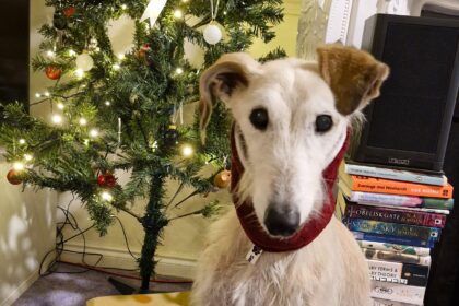 Abandoned elderly lurcher found wandering a former mining village is set for a cosy Christmas after being rescued nursed back to health and adopted into a loving forever home.