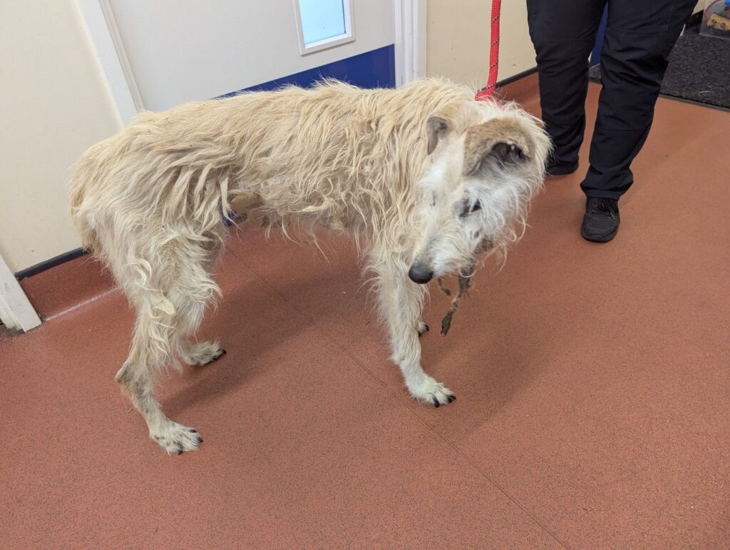 Abandoned elderly lurcher found wandering a former mining village is set for a cosy Christmas after being rescued nursed back to health and adopted into a loving forever home.