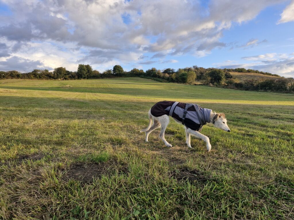 Abandoned elderly lurcher found wandering a former mining village is set for a cosy Christmas after being rescued nursed back to health and adopted into a loving forever home.