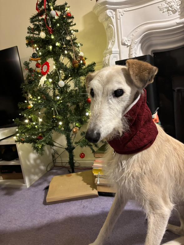 Abandoned elderly lurcher found wandering a former mining village is set for a cosy Christmas after being rescued nursed back to health and adopted into a loving forever home.