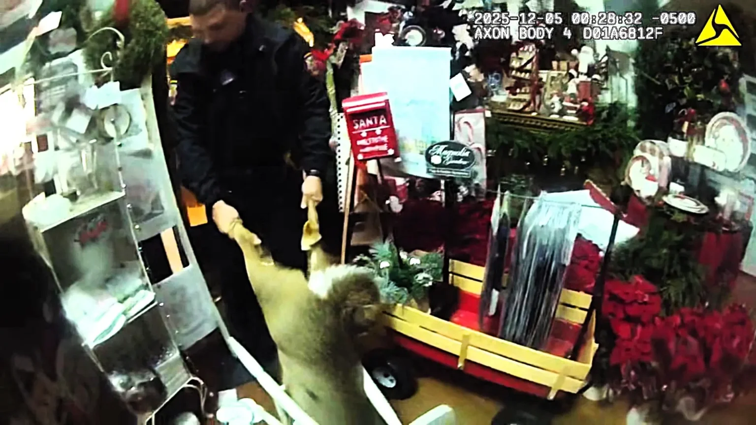 A deer smashed into a Tennessee Christmas shop racing past decorations before getting stuck under a chair as amused police gently dragged the festive intruder outside sparking laughs online.