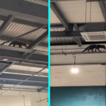A mangy fox was rescued from a Worcester gym after being spotted walking across roof beams, requiring three rescue attempts before finally being caught on the gym floor and treated.