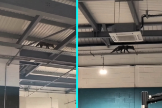 A mangy fox was rescued from a Worcester gym after being spotted walking across roof beams, requiring three rescue attempts before finally being caught on the gym floor and treated.