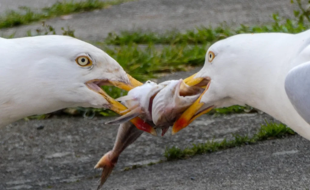 Hangry seagulls lock beaks in a tug of war over a fish in Cornwall as stubborn birds battle for the prize before chaos erupts when others join in.