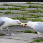 Hangry seagulls lock beaks in a tug of war over a fish in Cornwall as stubborn birds battle for the prize before chaos erupts when others join in.