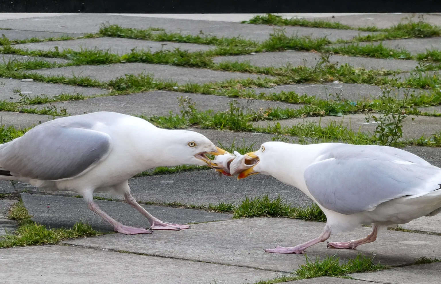 Hangry seagulls lock beaks in a tug of war over a fish in Cornwall as stubborn birds battle for the prize before chaos erupts when others join in.