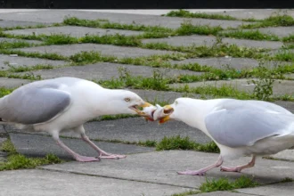 Hangry seagulls lock beaks in a tug of war over a fish in Cornwall as stubborn birds battle for the prize before chaos erupts when others join in.