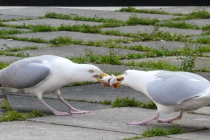 Hangry seagulls lock beaks in a tug of war over a fish in Cornwall as stubborn birds battle for the prize before chaos erupts when others join in.