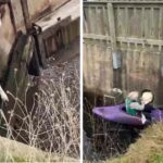 Hapless swan rescued after rival chased it into a canal drain leaving its head stuck as brave rescuer used a canoe to haul both birds to safety in Cumbria.