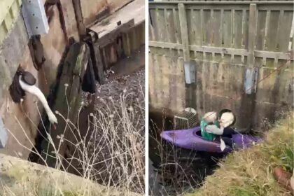 Hapless swan rescued after rival chased it into a canal drain leaving its head stuck as brave rescuer used a canoe to haul both birds to safety in Cumbria.