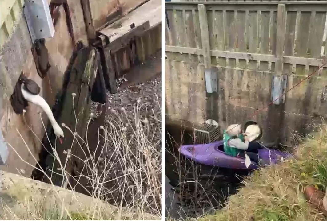 Hapless swan rescued after rival chased it into a canal drain leaving its head stuck as brave rescuer used a canoe to haul both birds to safety in Cumbria.