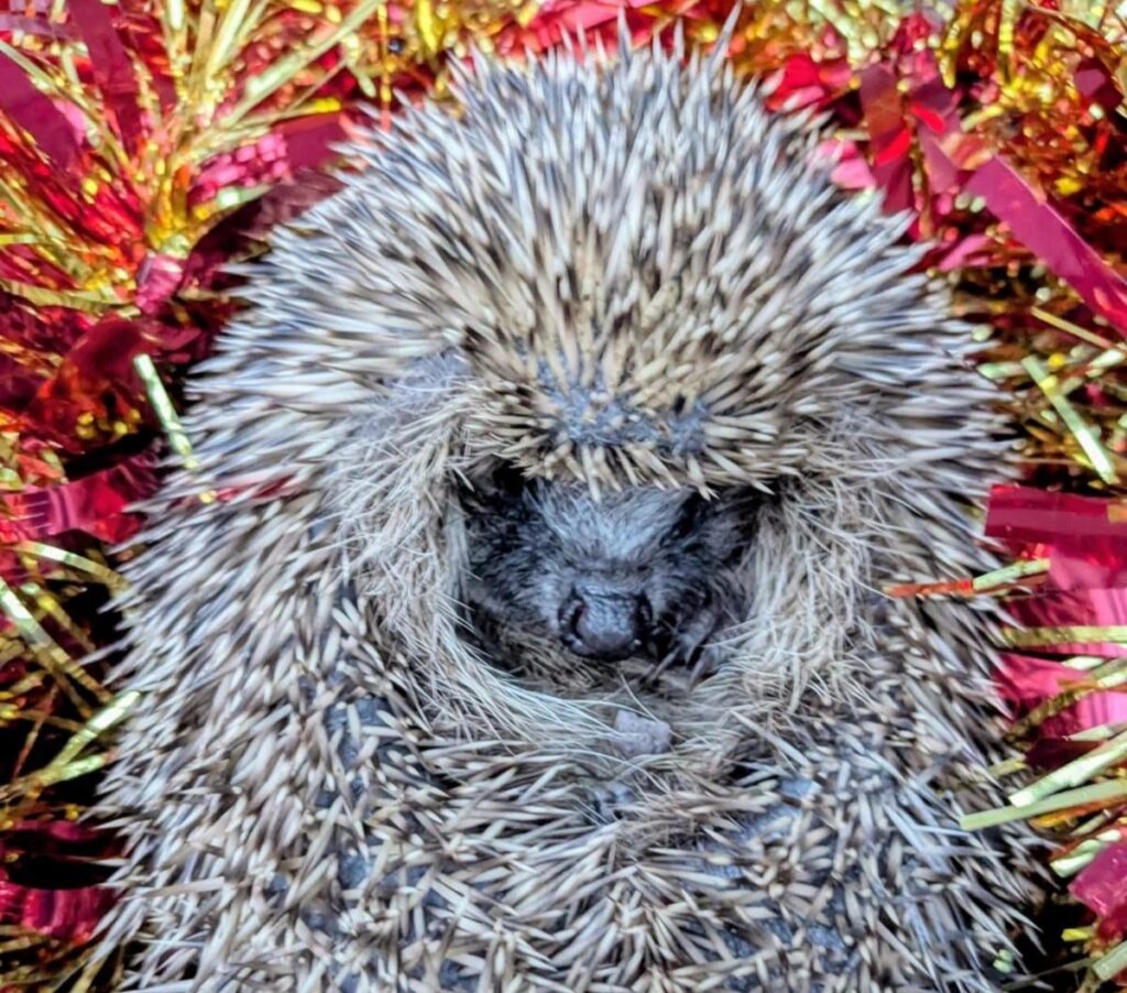 Lucky hedgehog rescued from deep storm drain in Devon after workers improvise daring save Aquarius recovers at rescue centre with weight doubled and release planned after Christmas.