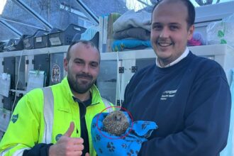 Lucky hedgehog rescued from deep storm drain in Devon after workers improvise daring save Aquarius recovers at rescue centre with weight doubled and release planned after Christmas.