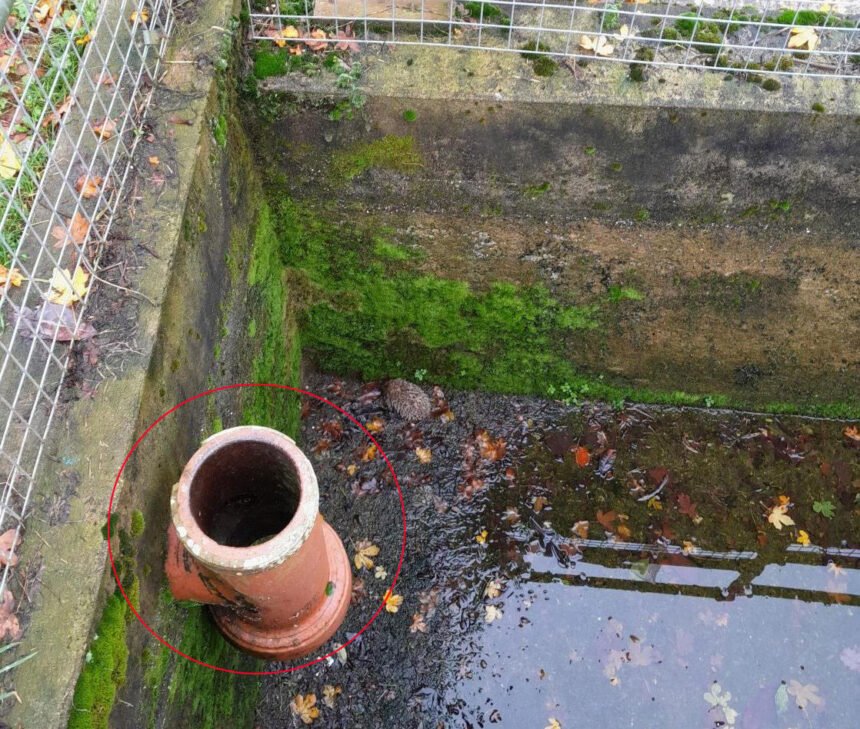 Hedgehog saved after getting trapped at bottom of deep storm drain ...