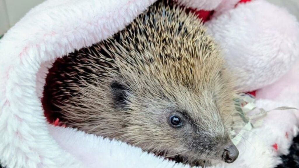 Lucky hedgehog rescued from deep storm drain in Devon after workers improvise daring save Aquarius recovers at rescue centre with weight doubled and release planned after Christmas.