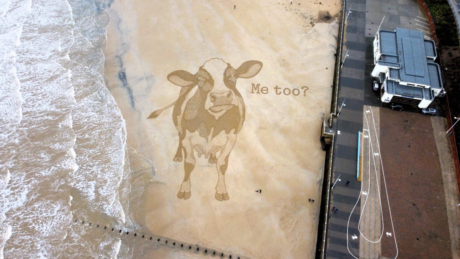 Giant sand cow appears on Bridlington beach before Christmas stunning walkers as activist artist creates lifelike artwork highlighting animal consent debate before tide erases it.