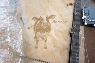 Giant sand cow appears on Bridlington beach before Christmas stunning walkers as activist artist creates lifelike artwork highlighting animal consent debate before tide erases it.