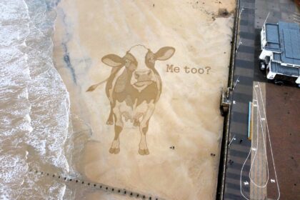 Giant sand cow appears on Bridlington beach before Christmas stunning walkers as activist artist creates lifelike artwork highlighting animal consent debate before tide erases it.