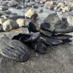 Hundreds of handmade leather shoes from a 150 year old shipwreck wash up on Welsh beach, baffling volunteers as rare footwear emerges from rock pools after erosion.