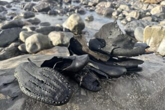 Hundreds of handmade leather shoes from a 150 year old shipwreck wash up on Welsh beach, baffling volunteers as rare footwear emerges from rock pools after erosion.