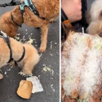 Teenager stunned as his £13 luxury Borough Market sandwich is snatched and eaten in seconds by his own labradoodle leaving him without a single bite.