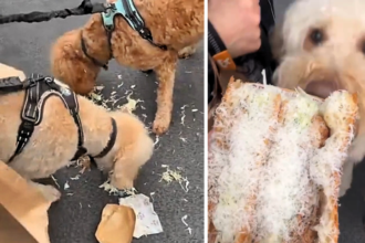 Teenager stunned as his £13 luxury Borough Market sandwich is snatched and eaten in seconds by his own labradoodle leaving him without a single bite.
