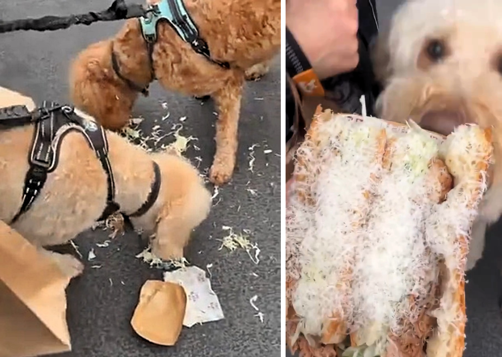 Teenager stunned as his £13 luxury Borough Market sandwich is snatched and eaten in seconds by his own labradoodle leaving him without a single bite.