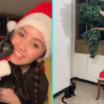 Influencer hangs Christmas tree from the ceiling to stop her mischievous Grinch cat, as viral TikTok clips of the kitten wreaking festive chaos rack up millions.