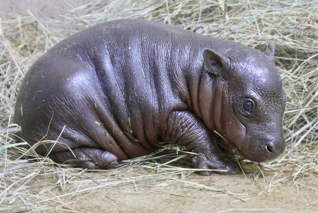 A viral pygmy hippo named Mars melts hearts after meeting his reflection for the first time appearing stunned delighted and very aware he is the cutest star at the park.