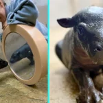 A viral pygmy hippo named Mars melts hearts after meeting his reflection for the first time appearing stunned delighted and very aware he is the cutest star at the park.