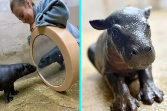 A viral pygmy hippo named Mars melts hearts after meeting his reflection for the first time appearing stunned delighted and very aware he is the cutest star at the park.