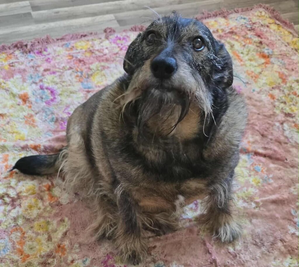 Yoda the dog with giant ears and a Star Wars style look seeks a loving home this Christmas after years on Romanian streets now calmer healthier and ready for adoption in the UK.