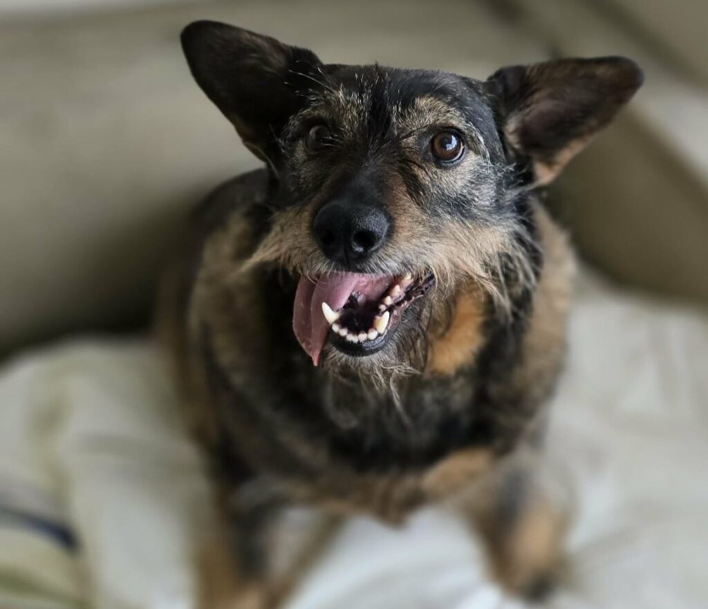 Yoda the dog with giant ears and a Star Wars style look seeks a loving home this Christmas after years on Romanian streets now calmer healthier and ready for adoption in the UK.