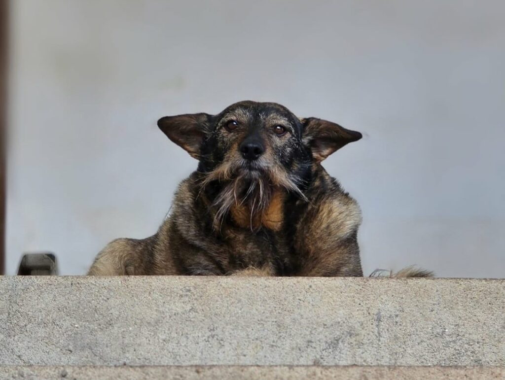 Yoda the dog with giant ears and a Star Wars style look seeks a loving home this Christmas after years on Romanian streets now calmer healthier and ready for adoption in the UK.
