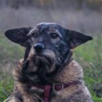 Yoda the dog with giant ears and a Star Wars style look seeks a loving home this Christmas after years on Romanian streets now calmer healthier and ready for adoption in the UK.
