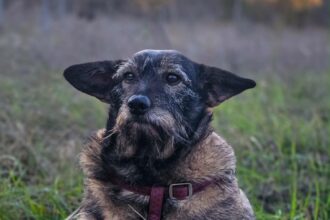 Yoda the dog with giant ears and a Star Wars style look seeks a loving home this Christmas after years on Romanian streets now calmer healthier and ready for adoption in the UK.