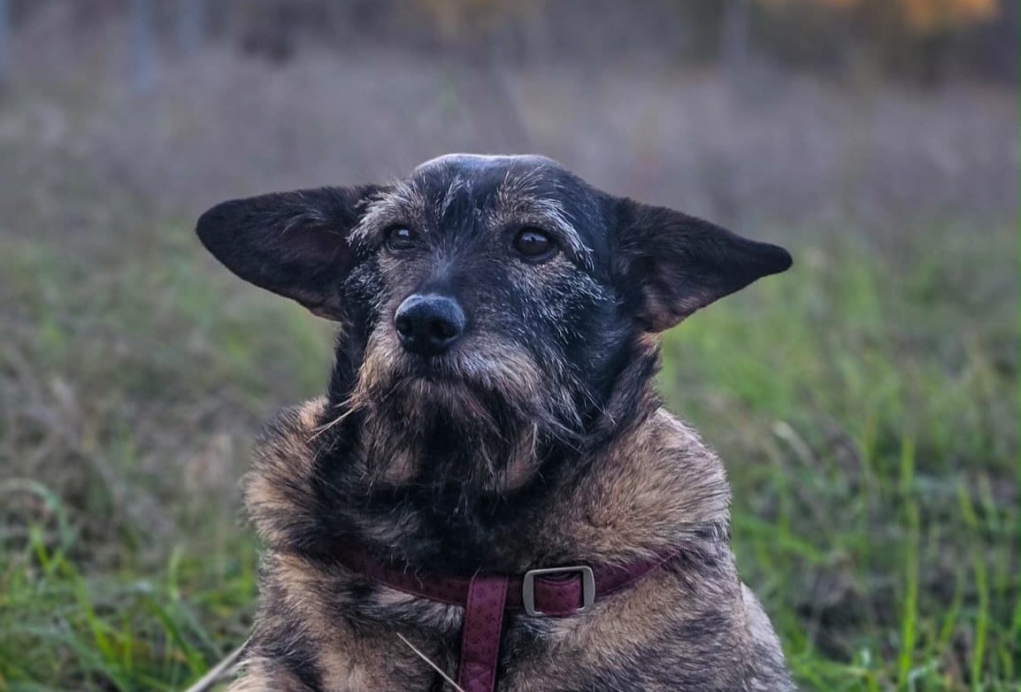 Yoda the dog with giant ears and a Star Wars style look seeks a loving home this Christmas after years on Romanian streets now calmer healthier and ready for adoption in the UK.