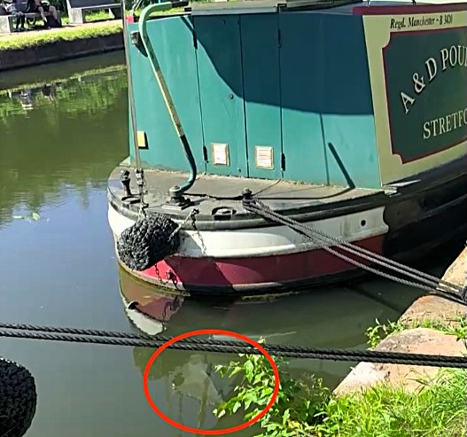 Huge two foot carp spotted in Bridgewater Canal shocks locals who mistook it for a log as the 30lb unit dwarfs typical catches and hints at a new record lurking beneath the surface.