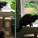 Pet cat left baffled after huge seagull pecks at window sparking bizarre stare down as second cat joins the showdown in funny Dorset home moment caught on video now wows.