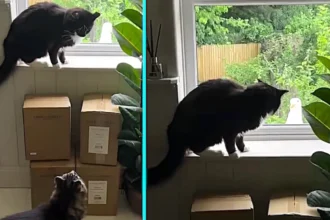 Pet cat left baffled after huge seagull pecks at window sparking bizarre stare down as second cat joins the showdown in funny Dorset home moment caught on video now wows.