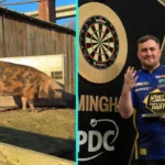 Psychic pig Mystic Truffle predicts Luke Littler will win another darts world championship, sniffing out his photo and tipping Michael van Gerwen as runner up favourites.
