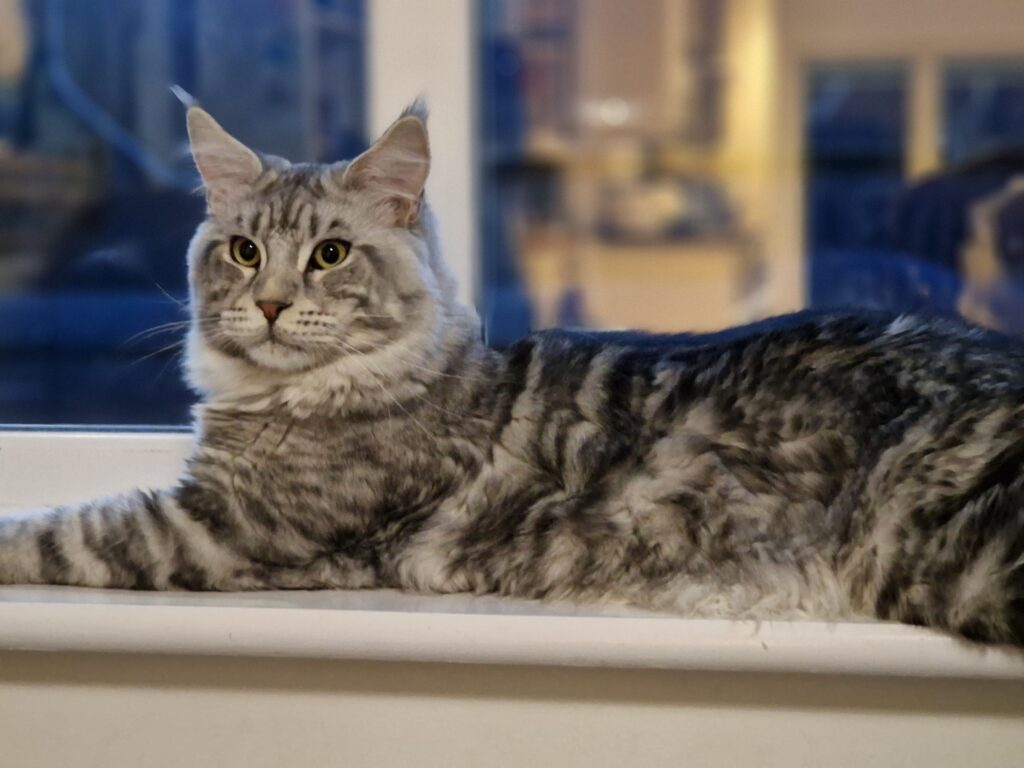 Marley the Maine Coon inspires Boots’ 2025 Christmas advert as his elegance and charm shape Puss the animated star in a magical festive campaign celebrating heartfelt gifting.