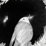 Robins perched on Christmas wreaths across Britain are being hailed as festive symbols of luck and remembrance after heart-warming sightings caught on doorbell cameras.